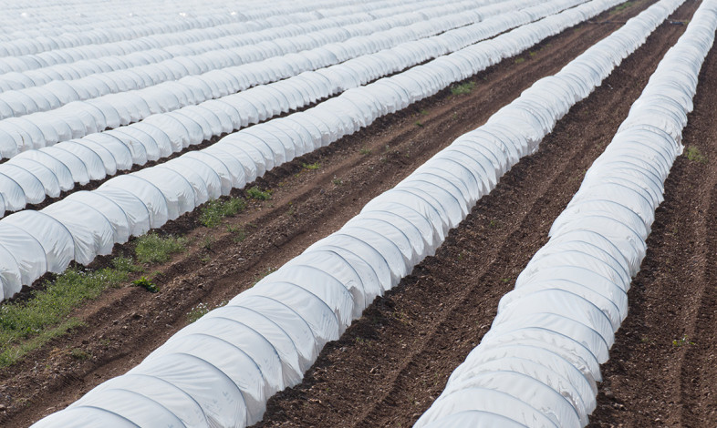 WPT Nonwovens supplies agricultural fabric for a wide range of agriculture