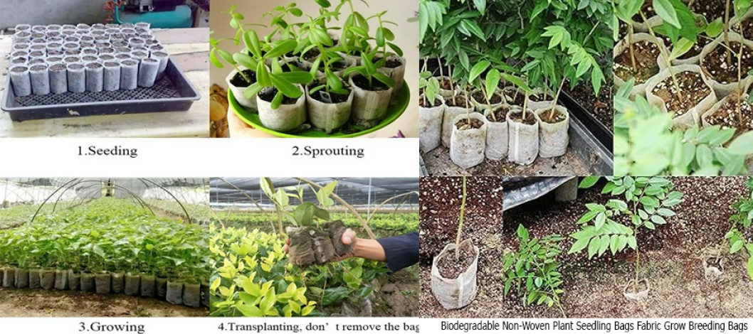 Comparative Analysis of Biodegradable Non-Woven Three-Dimensional Seedling Bags and Plastic Nutrient Bowls