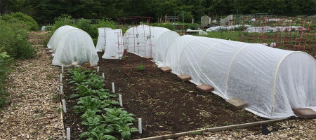 What are the applications of non woven fabric for seedling cultivation?