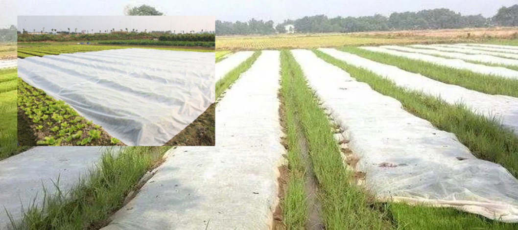 Characteristics of agricultural non-woven dry seedlings