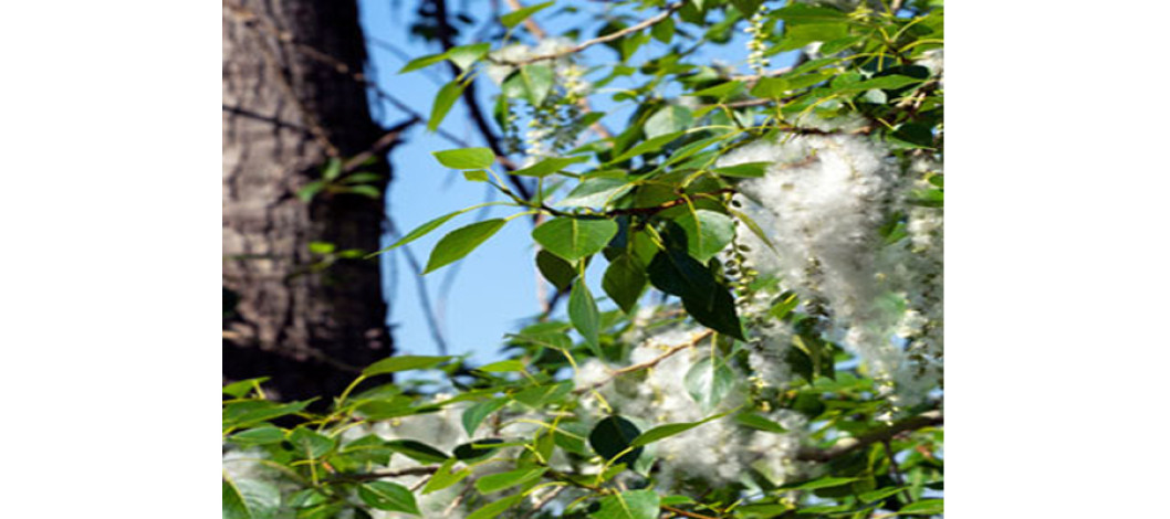 How cottonwood influences air quality in rural areas