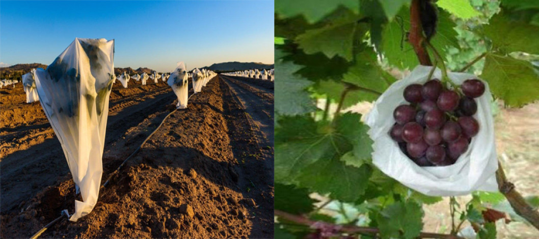 Why use nonwovens in horticulture?