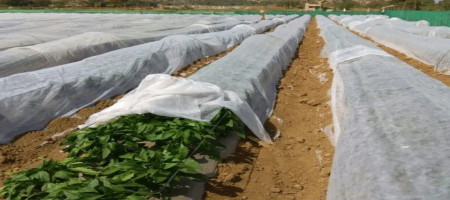 Agriculture Non-woven Fabric Uv Treated